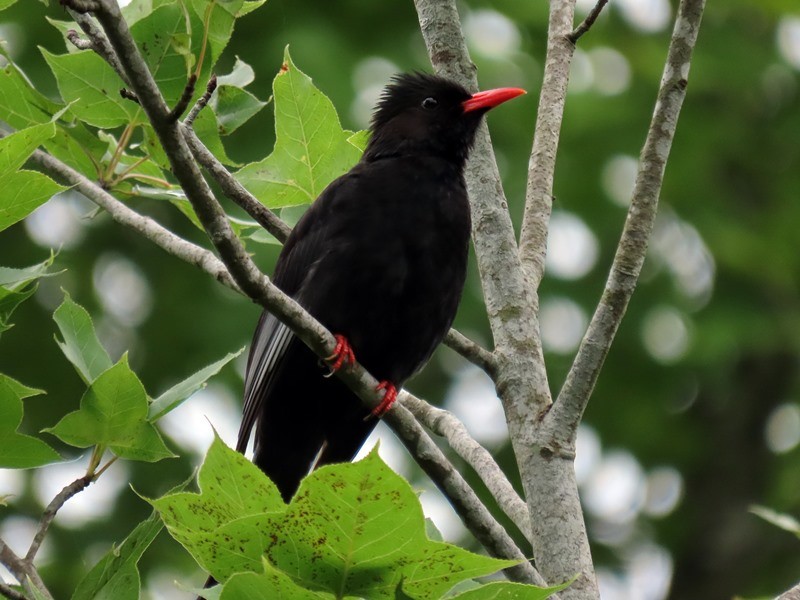 Black Bulbul - 竹雞 劉