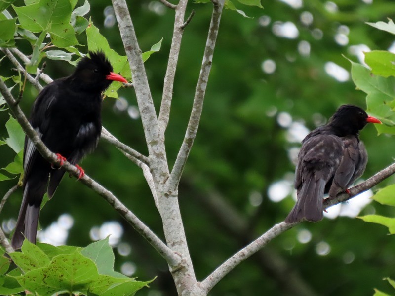 Black Bulbul - 竹雞 劉