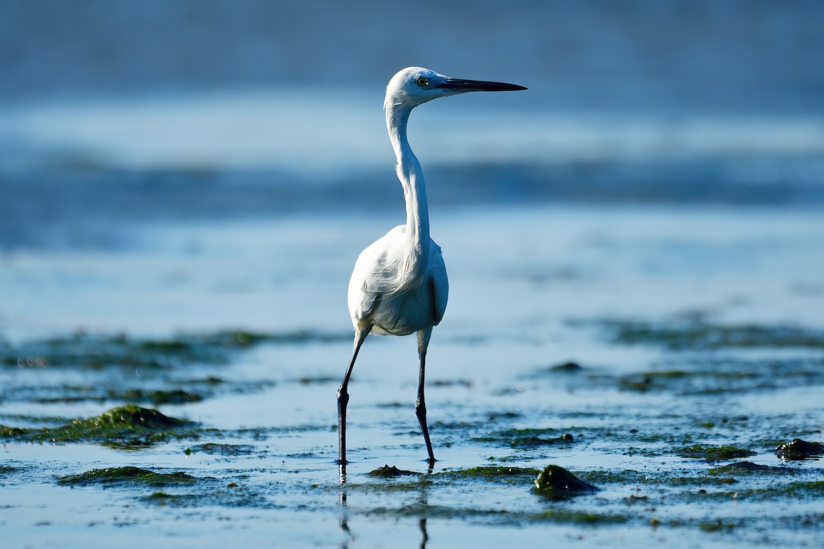 Little Egret - Kadhiravan Balasubramanian