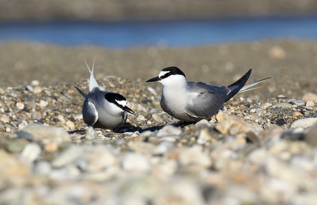 Aleutian Tern - ML619476899