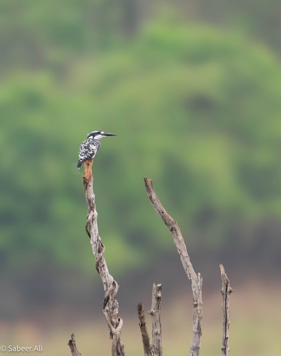 Pied Kingfisher - sabeer ali