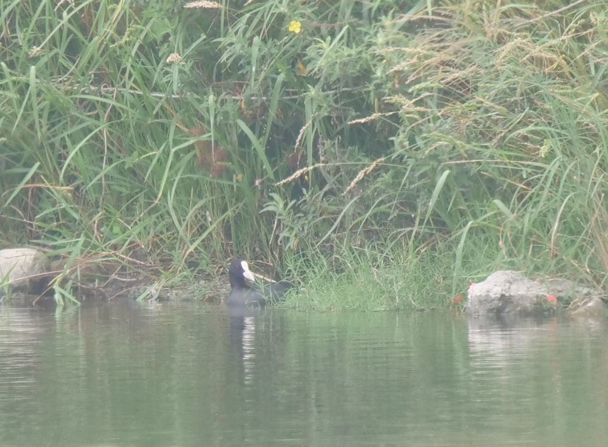 Eurasian Coot - Yulin Shen