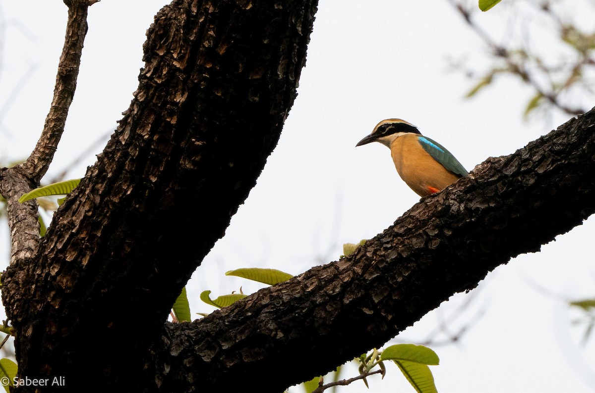 Indian Pitta - sabeer ali