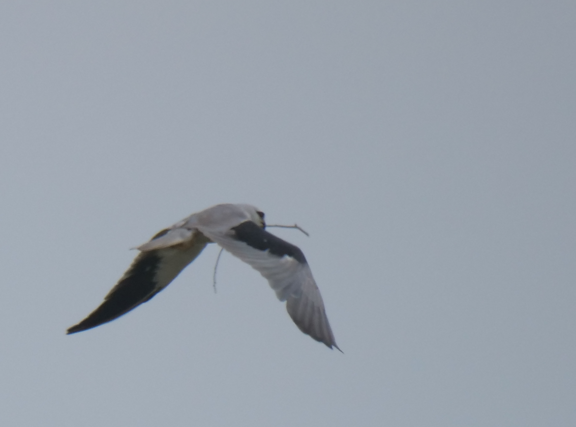 Black-winged Kite - Yulin Shen