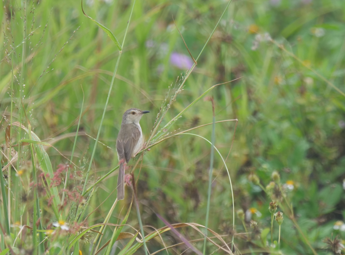 Plain Prinia - Yulin Shen