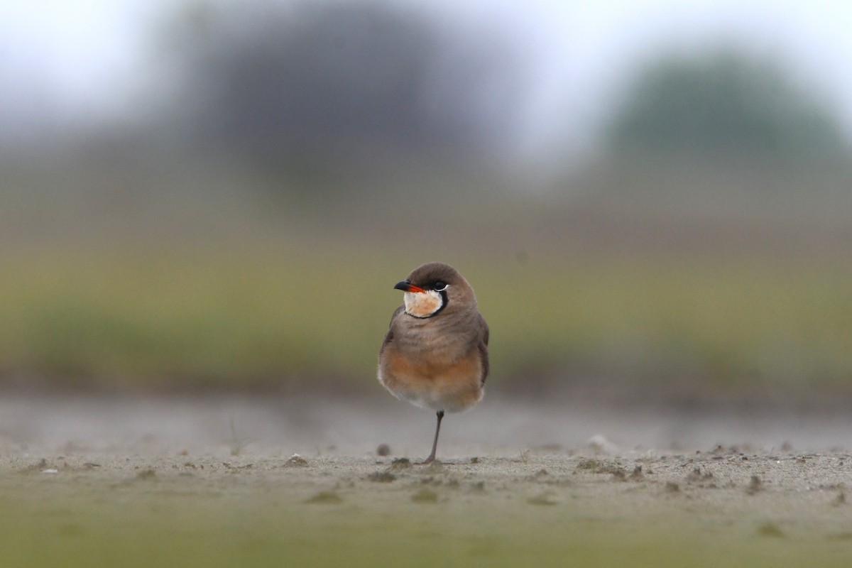 Oriental Pratincole - 品諭 陳