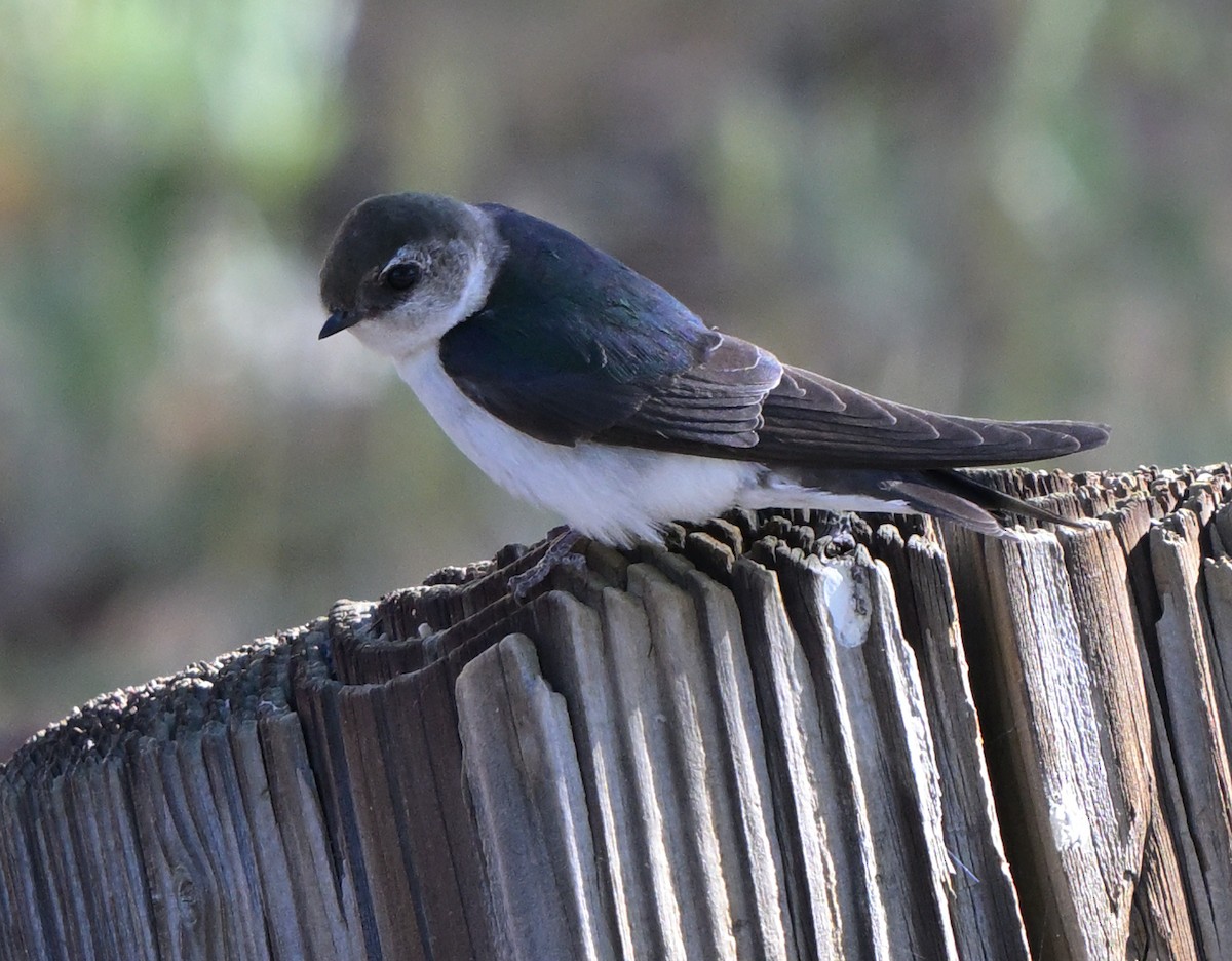 Violet-green Swallow - Lisa Ruby