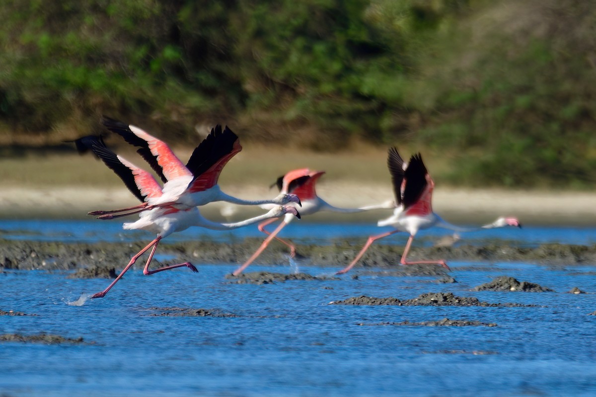 Greater Flamingo - Kadhiravan Balasubramanian