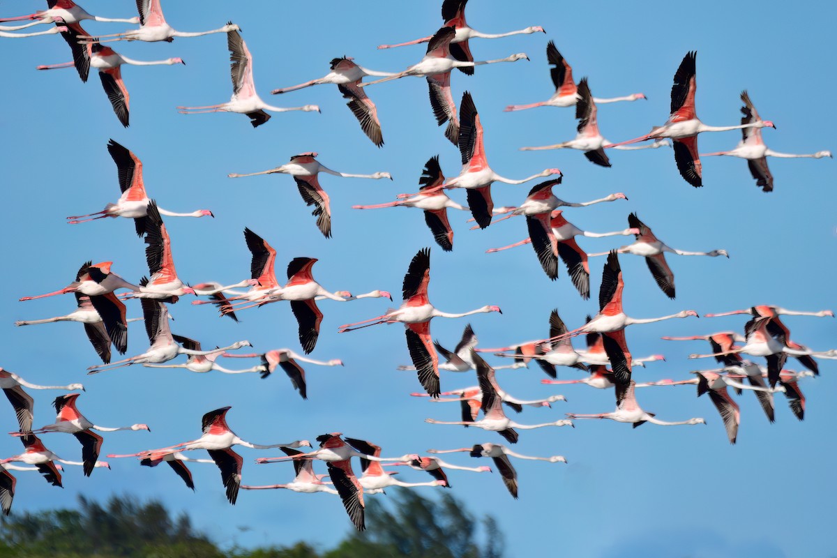 Greater Flamingo - Kadhiravan Balasubramanian