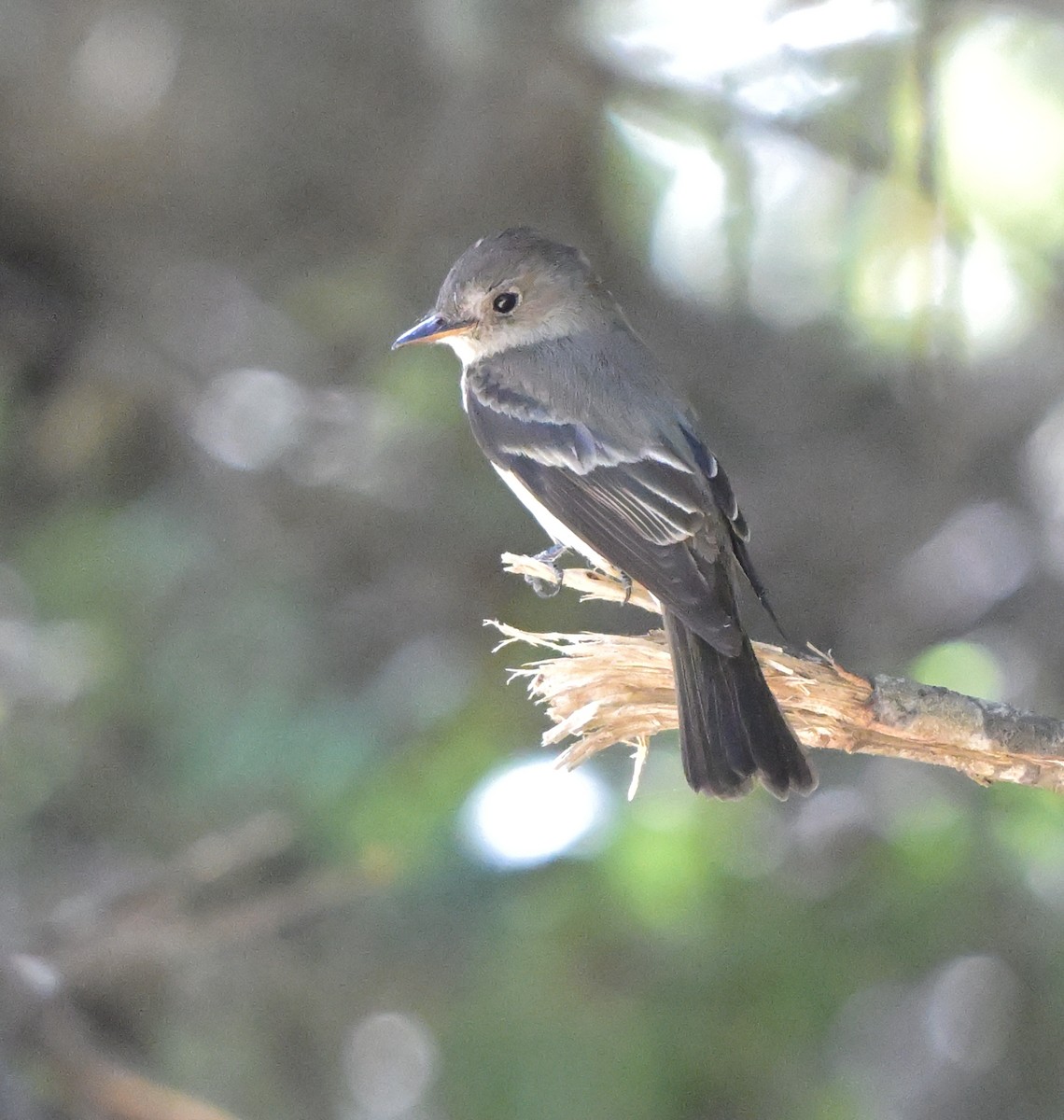 Western Wood-Pewee - Lisa Ruby