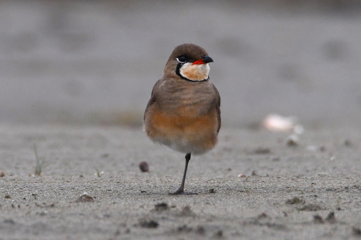 Oriental Pratincole - 品諭 陳