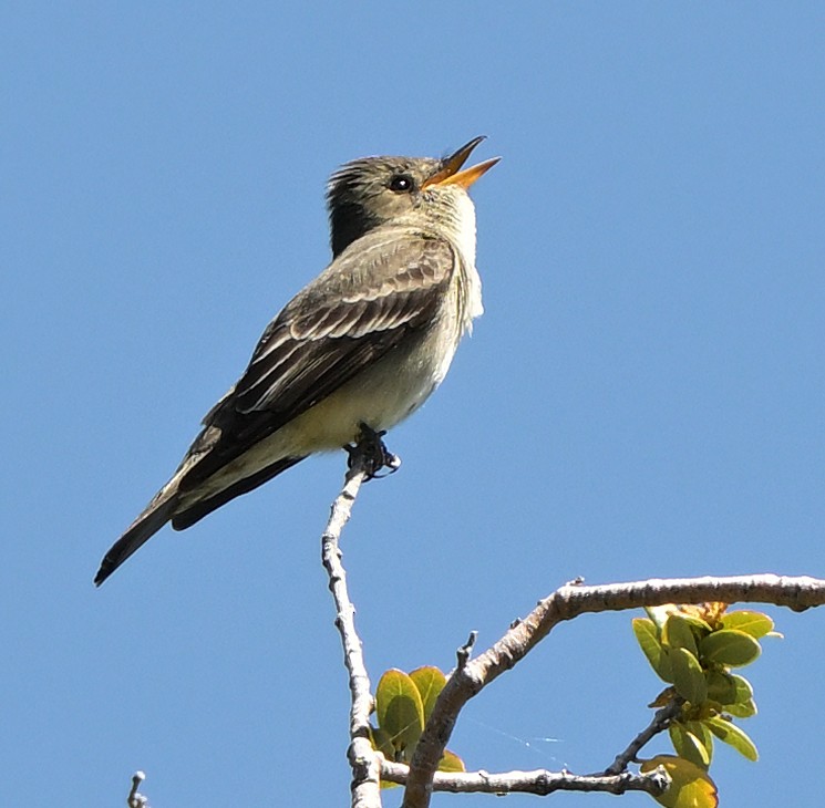 Western Wood-Pewee - Lisa Ruby