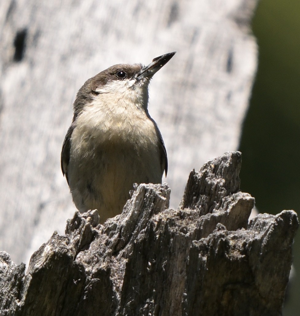 Pygmy Nuthatch - Lisa Ruby