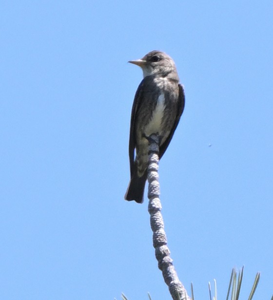 Olive-sided Flycatcher - Lisa Ruby