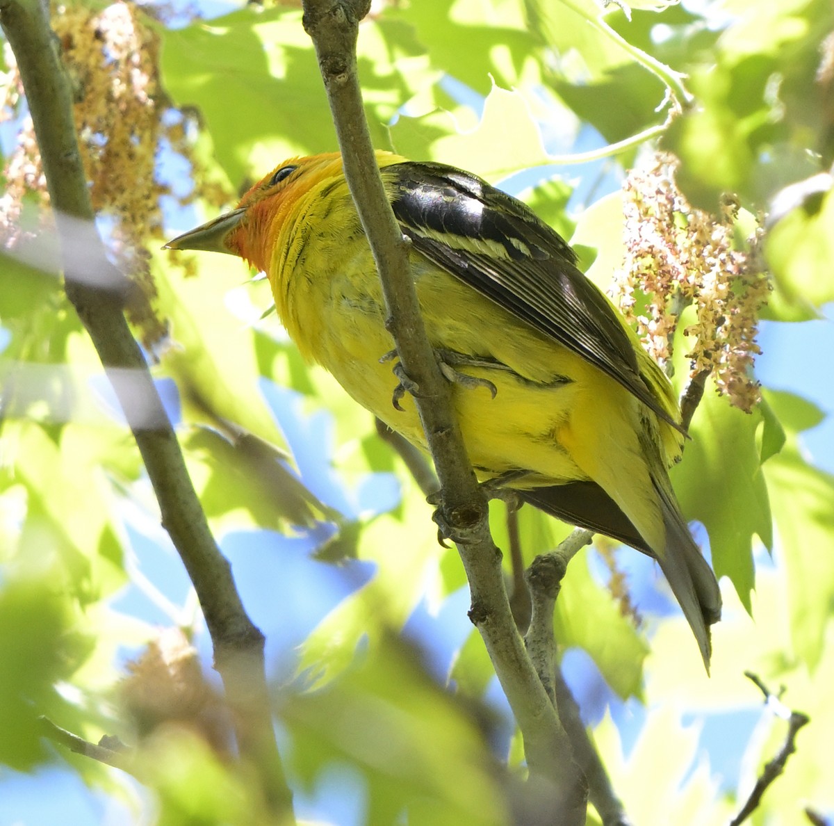 Western Tanager - Lisa Ruby