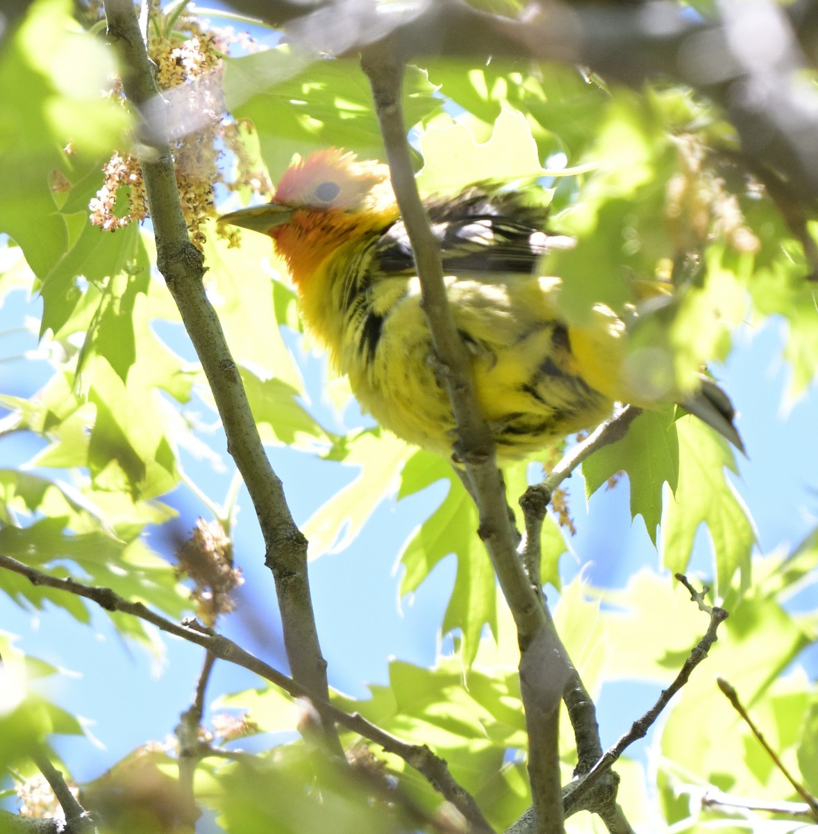 Western Tanager - Lisa Ruby