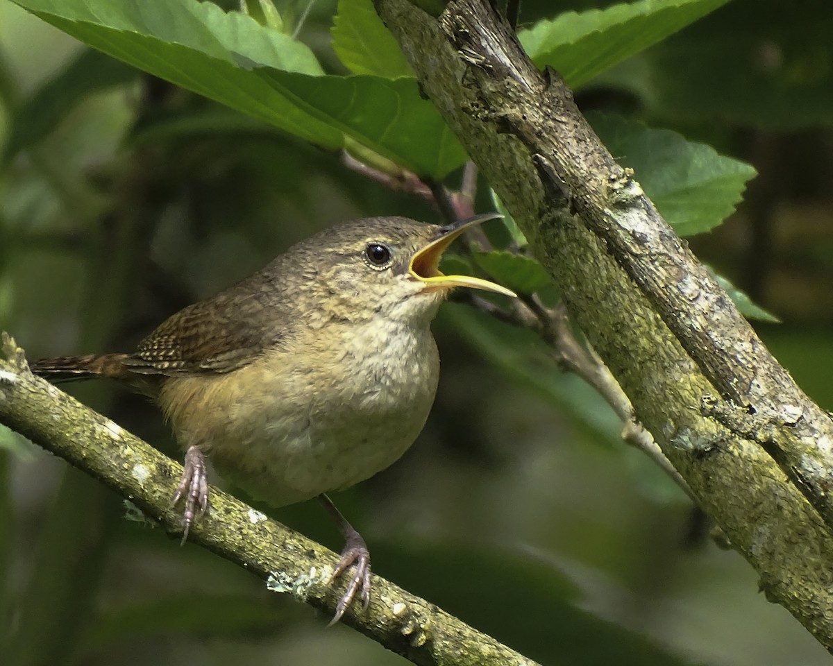 House Wren - Daniel Pérez Peña