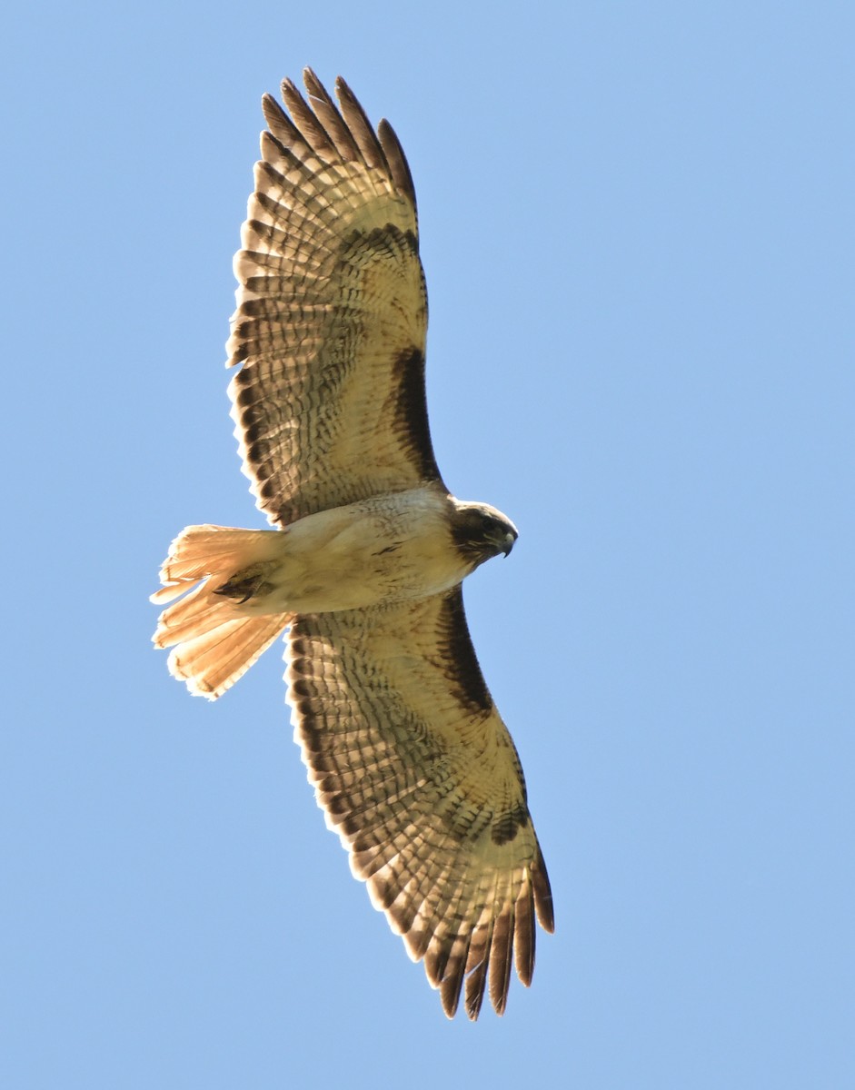 Red-tailed Hawk - Lisa Ruby