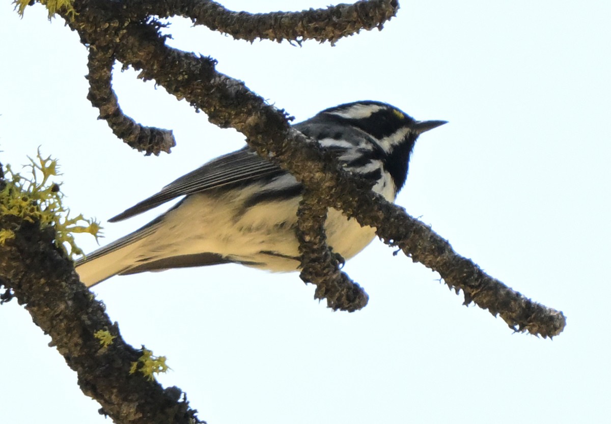 Black-throated Gray Warbler - Lisa Ruby