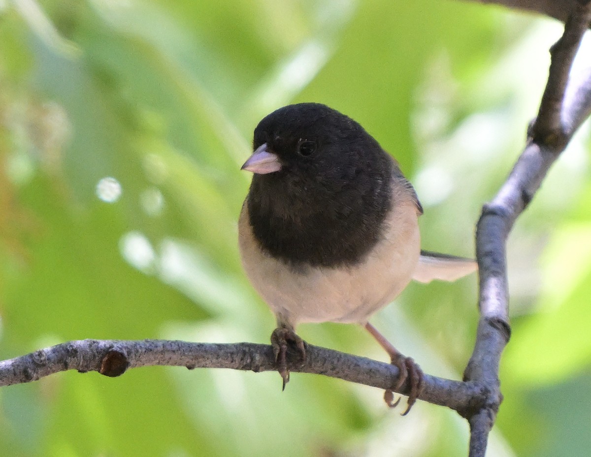 Dark-eyed Junco - Lisa Ruby