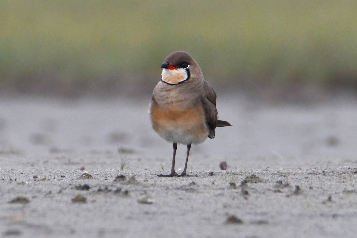 Oriental Pratincole - ML619476953