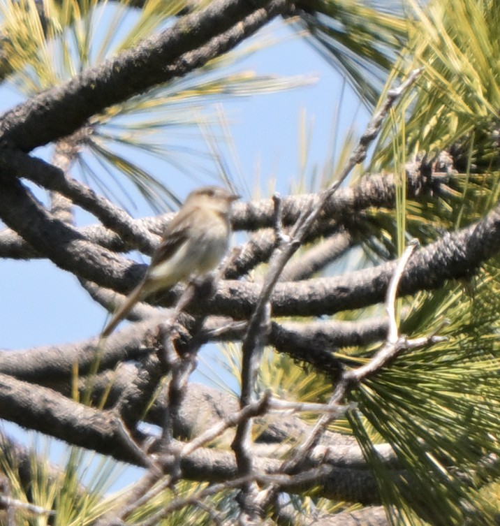 Dusky Flycatcher - Lisa Ruby