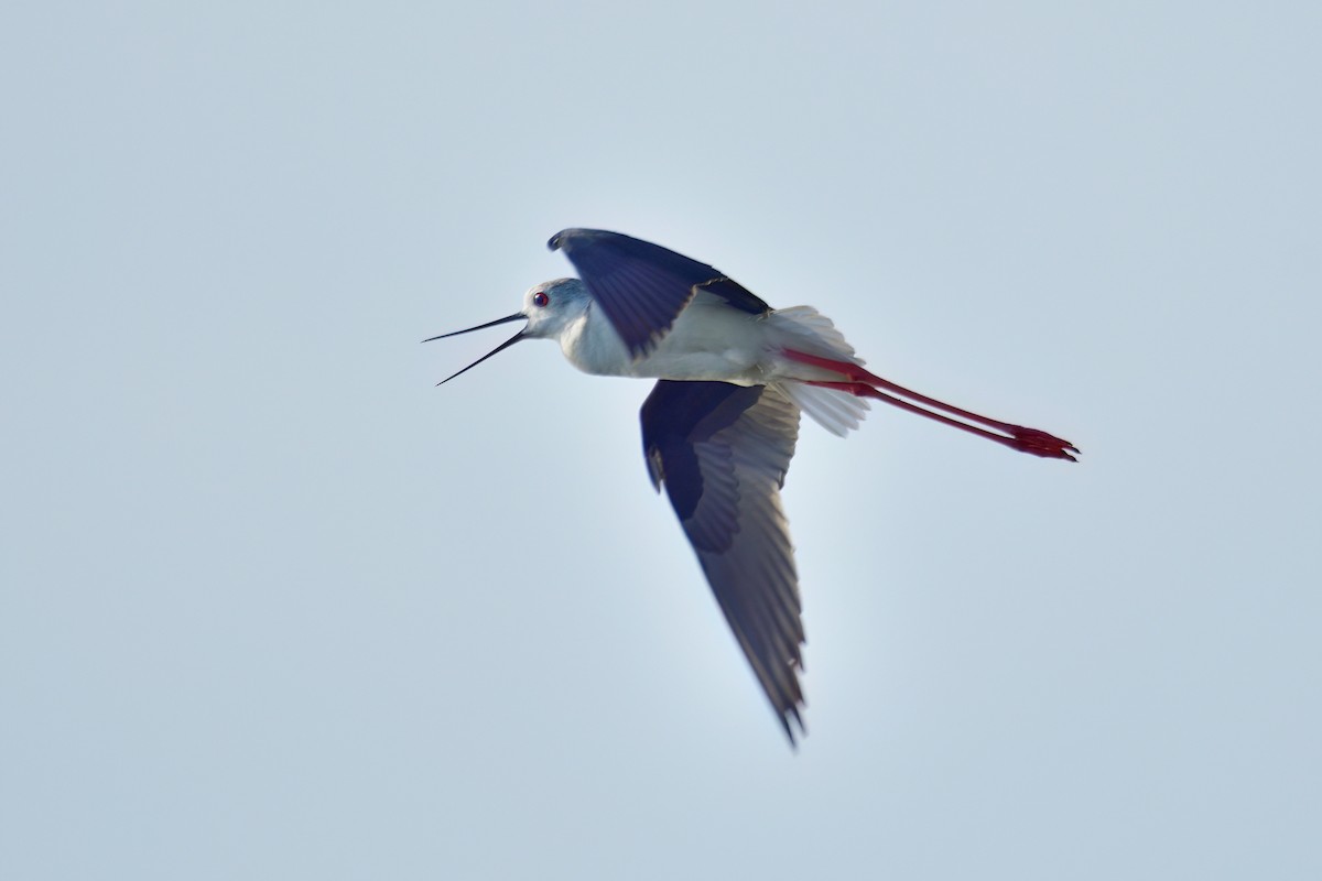 Black-winged Stilt - Kadhiravan Balasubramanian