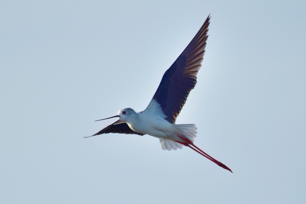 Black-winged Stilt - Kadhiravan Balasubramanian