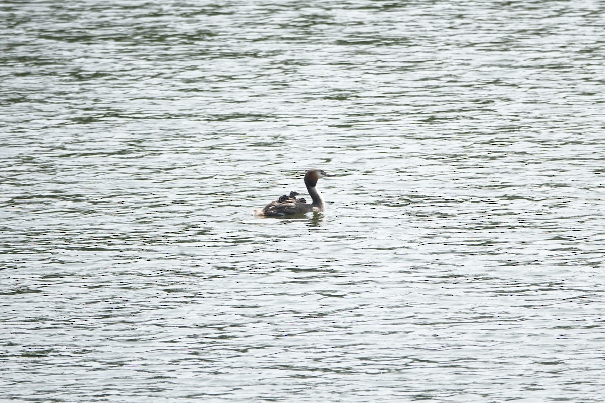 Great Crested Grebe - Fei Sha