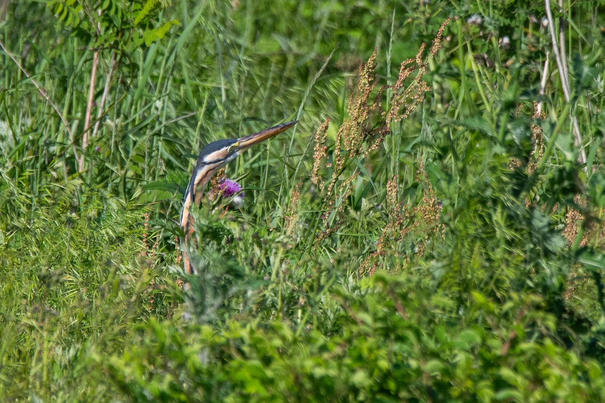 Purple Heron - Sangyoon Lee