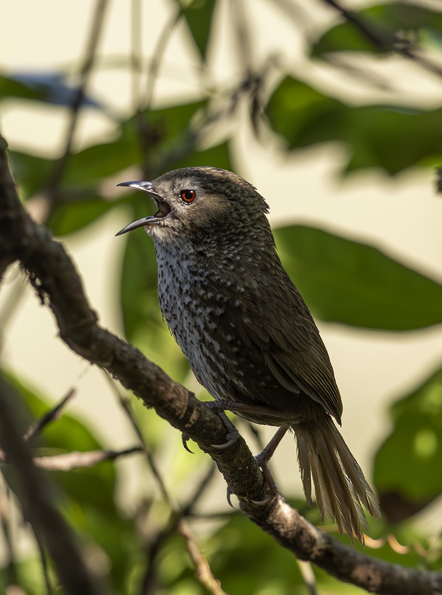 Chin Hills Wren-Babbler - Solomon Sampath Kumar