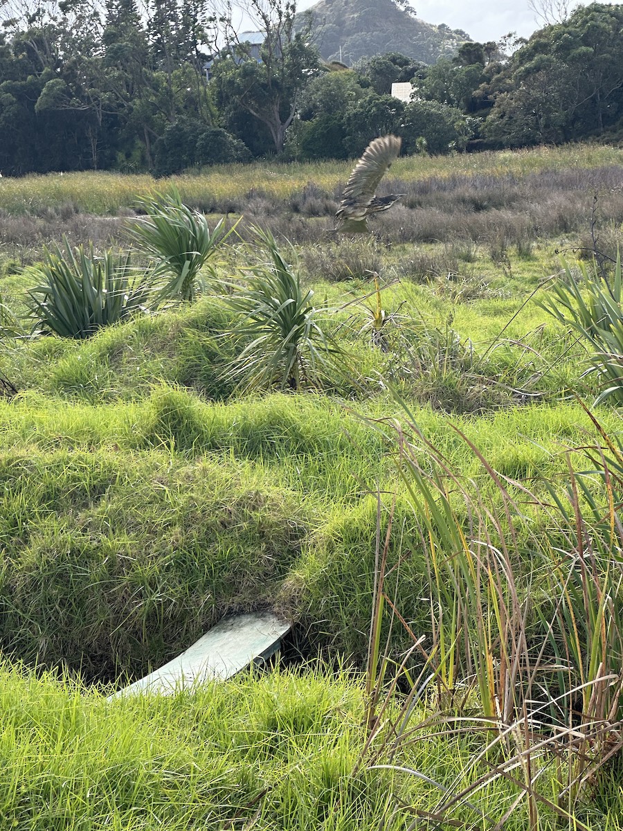 Australasian Bittern - ML619476972