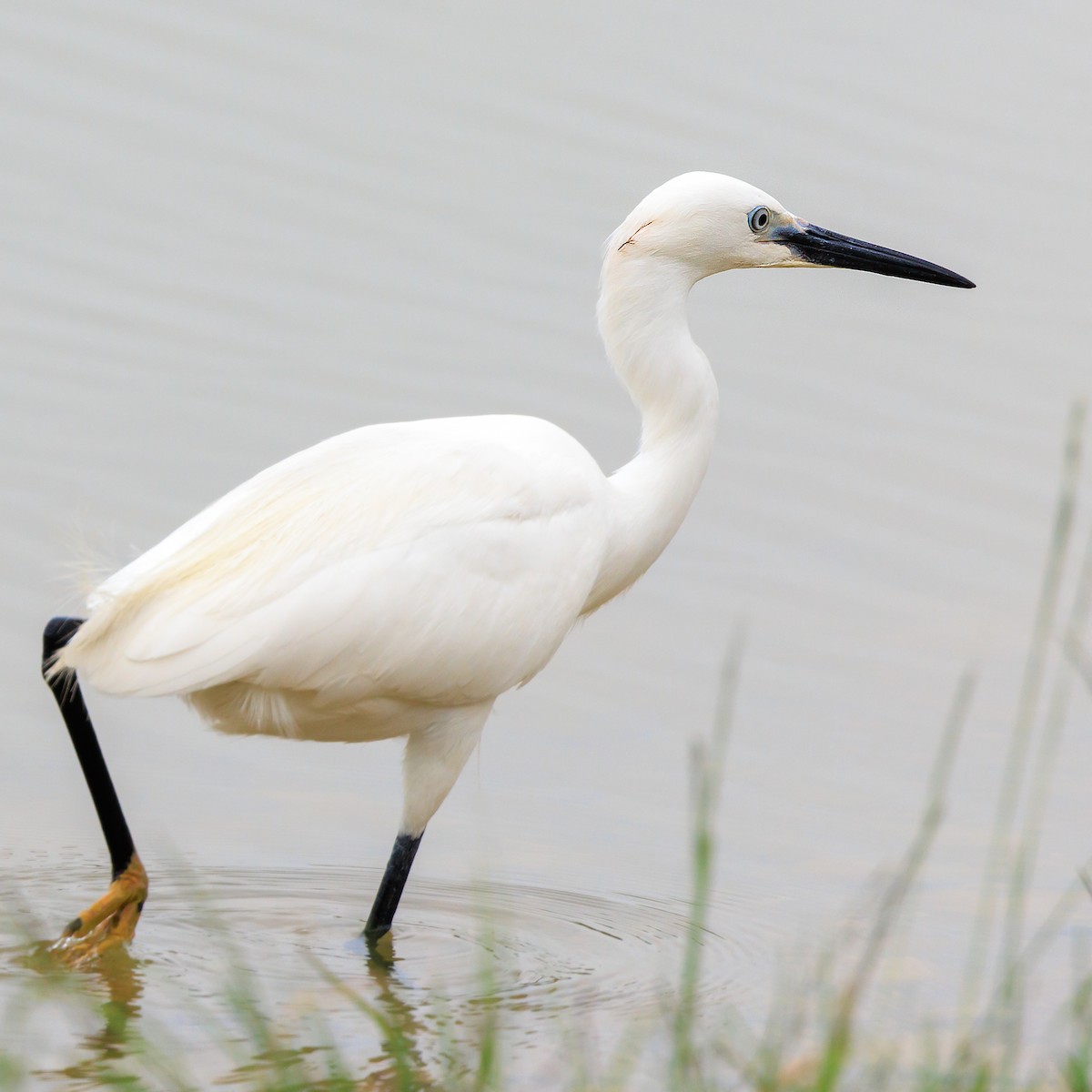 Little Egret - Masaharu Inada