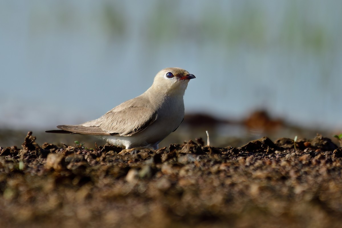 Small Pratincole - Kadhiravan Balasubramanian