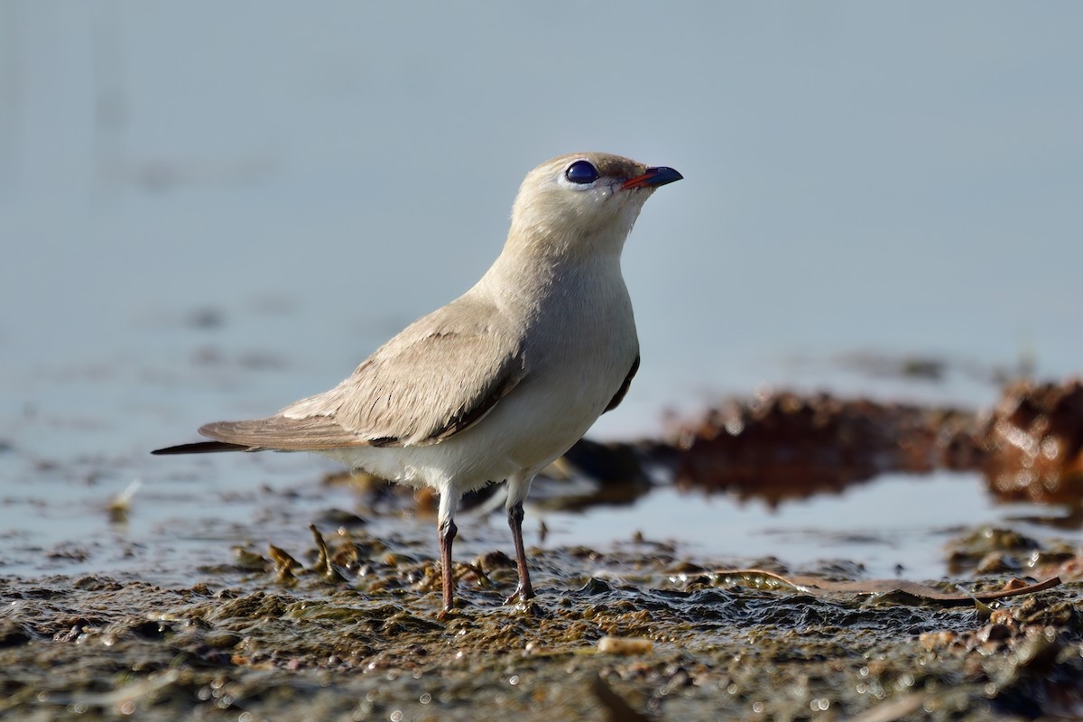 Small Pratincole - Kadhiravan Balasubramanian