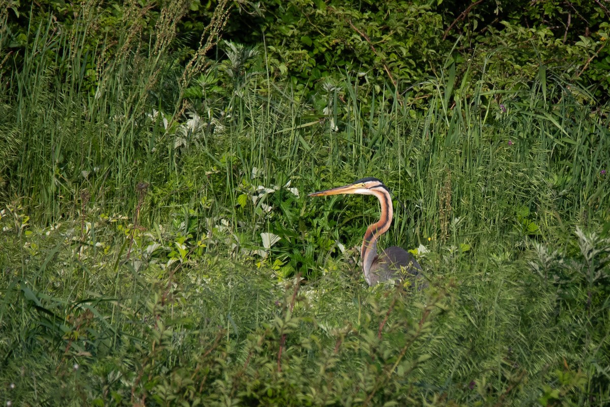 Purple Heron - Sangyoon Lee