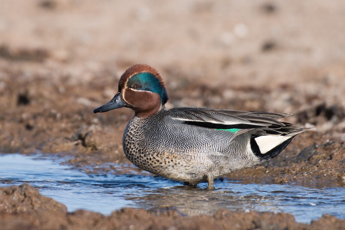 Green-winged Teal - Jugdernamjil Nergui