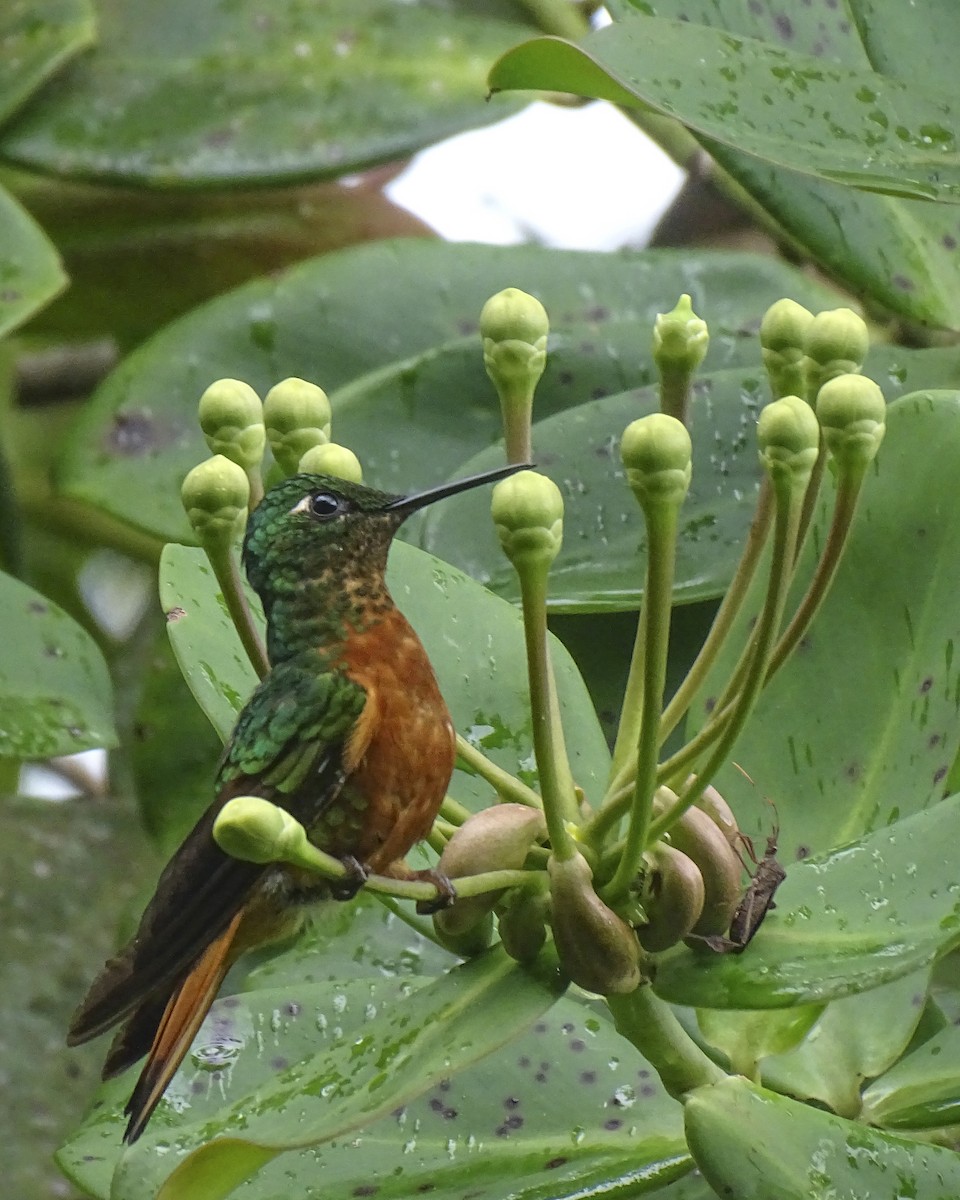 Chestnut-breasted Coronet - ML619476984