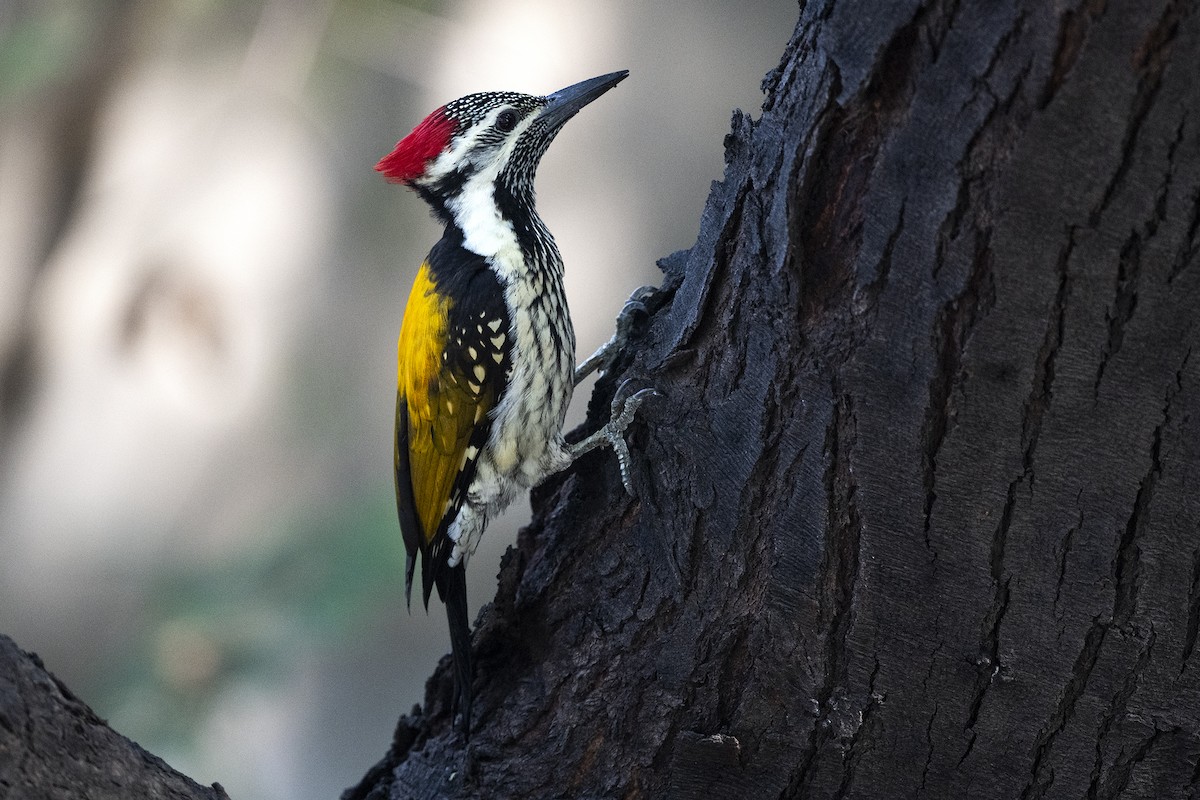 Black-rumped Flameback - Wachara  Sanguansombat