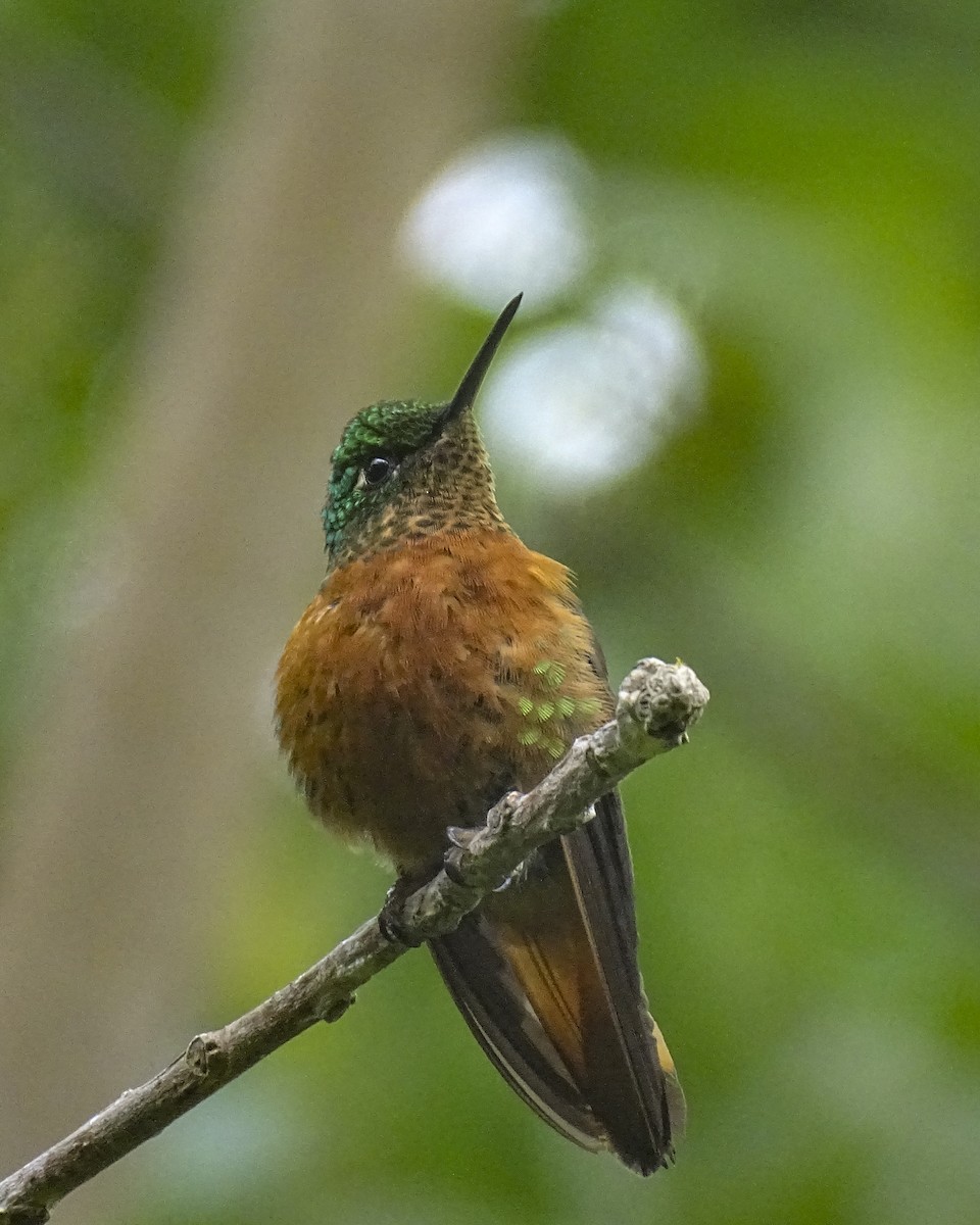 Chestnut-breasted Coronet - Daniel Pérez Peña