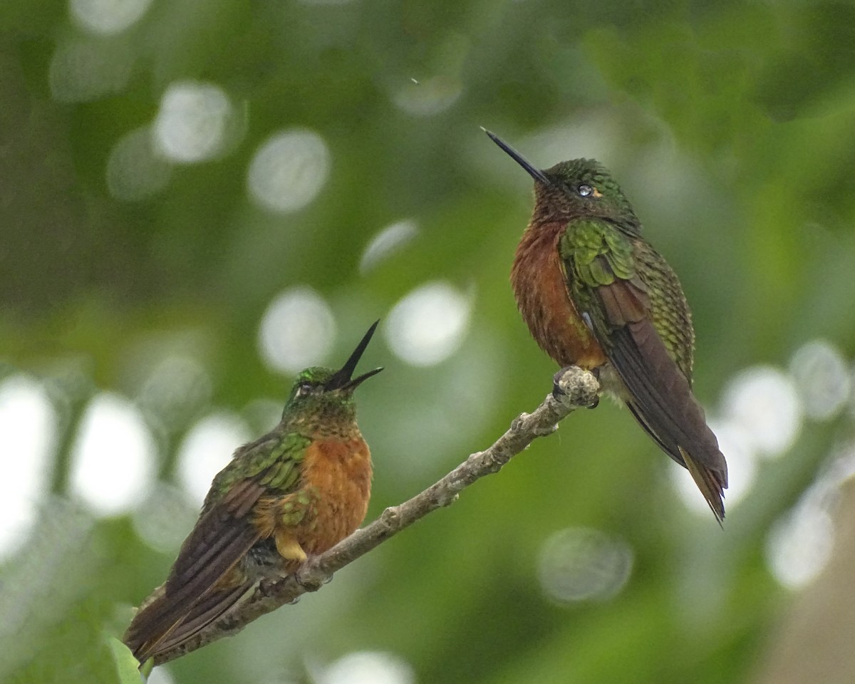 Chestnut-breasted Coronet - Daniel Pérez Peña