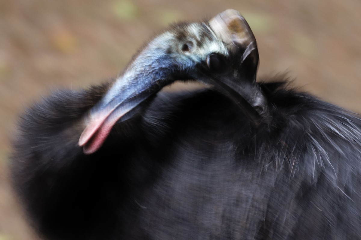 Southern Cassowary - Paul Barden