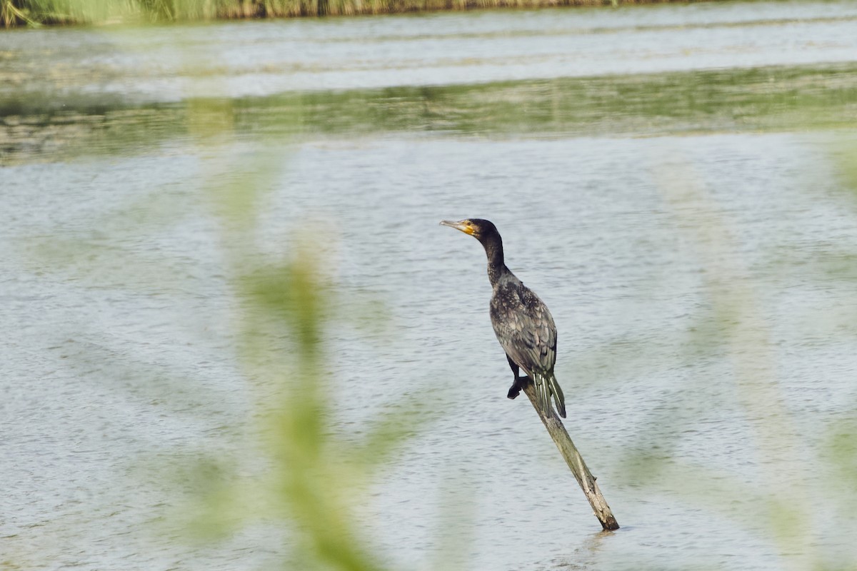 Cormorán Grande - ML619476992