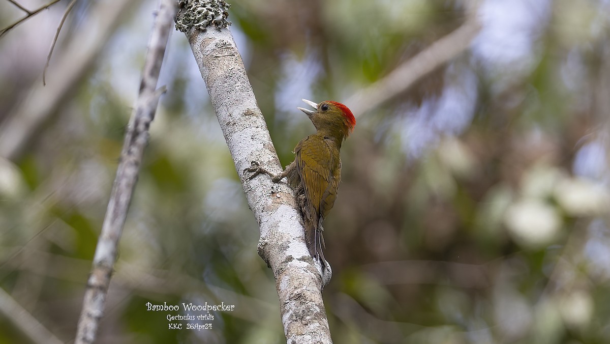 Bamboo Woodpecker - Kenneth Cheong