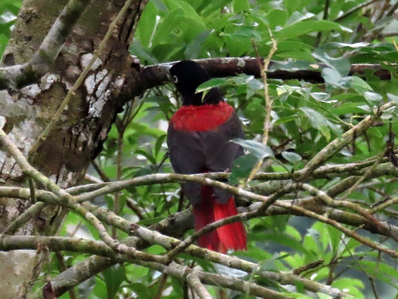 Maroon Oriole - 竹雞 劉