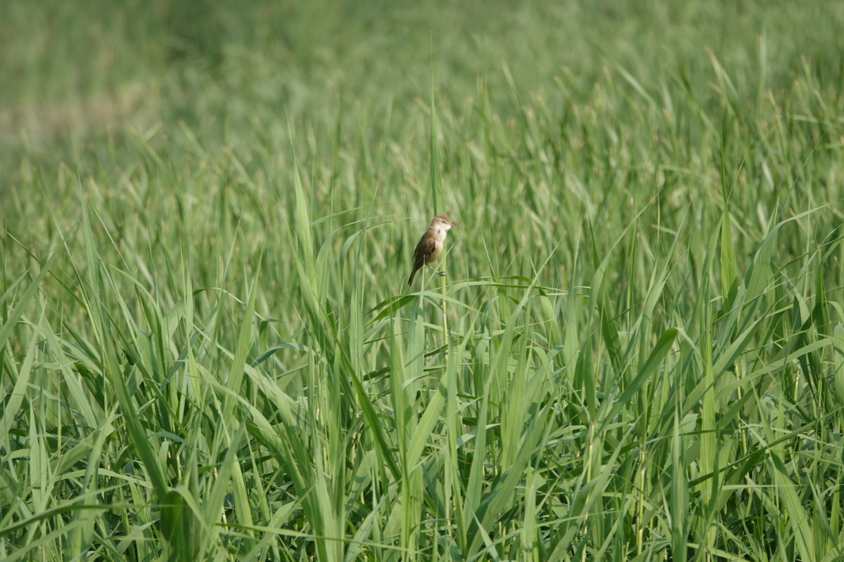 Oriental Reed Warbler - Fei Sha