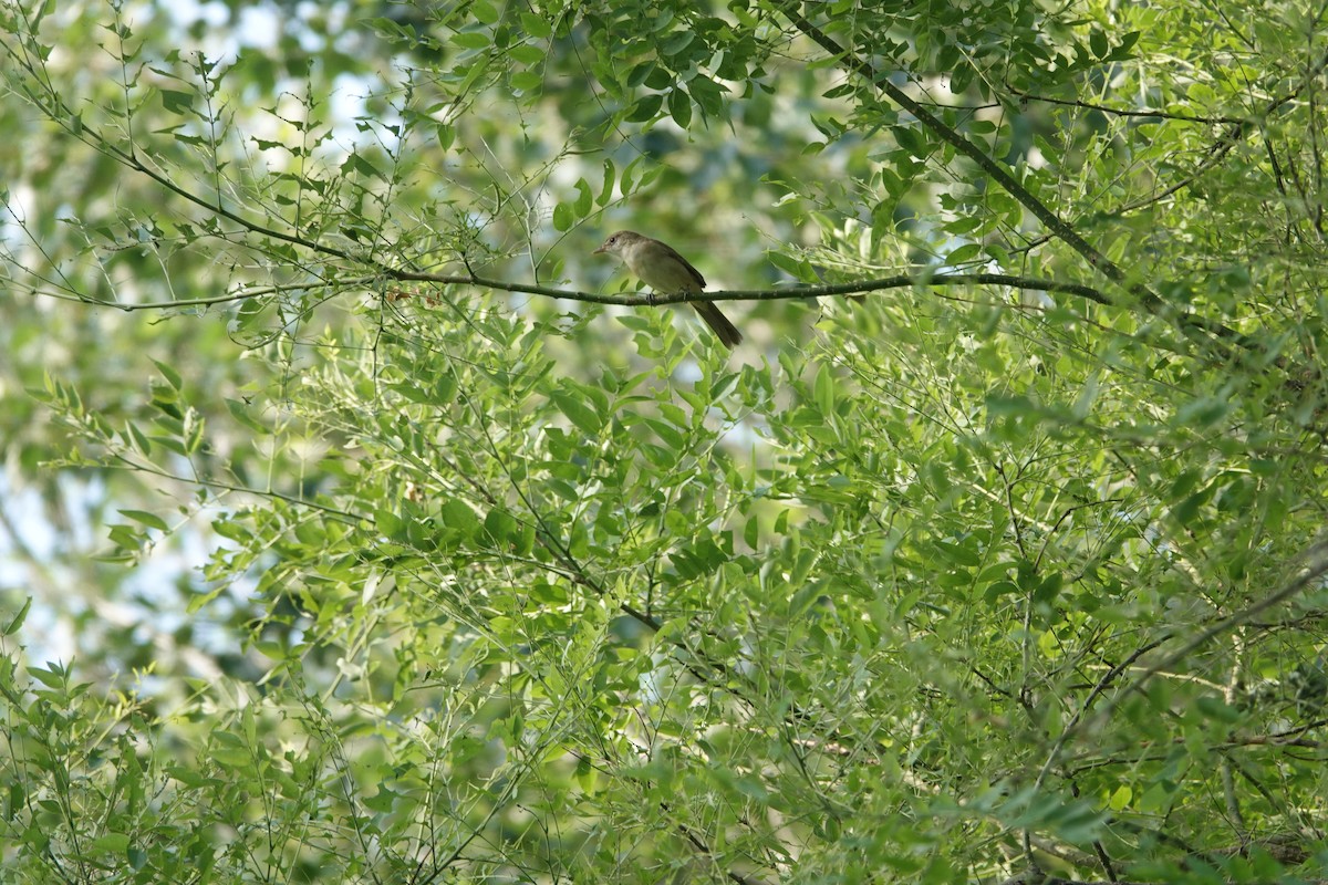 Thick-billed Warbler - Fei Sha