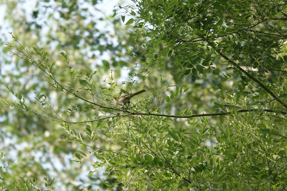 Thick-billed Warbler - Fei Sha