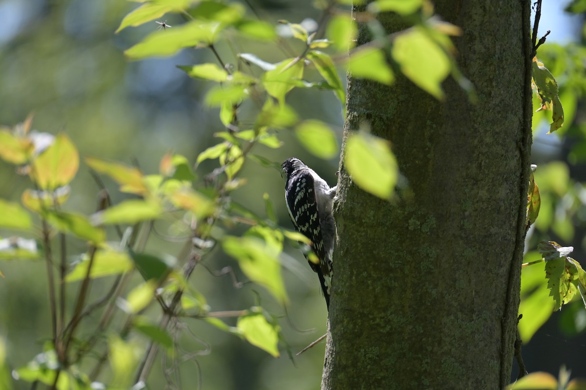 Downy Woodpecker - Nicolle and H-Boon Lee