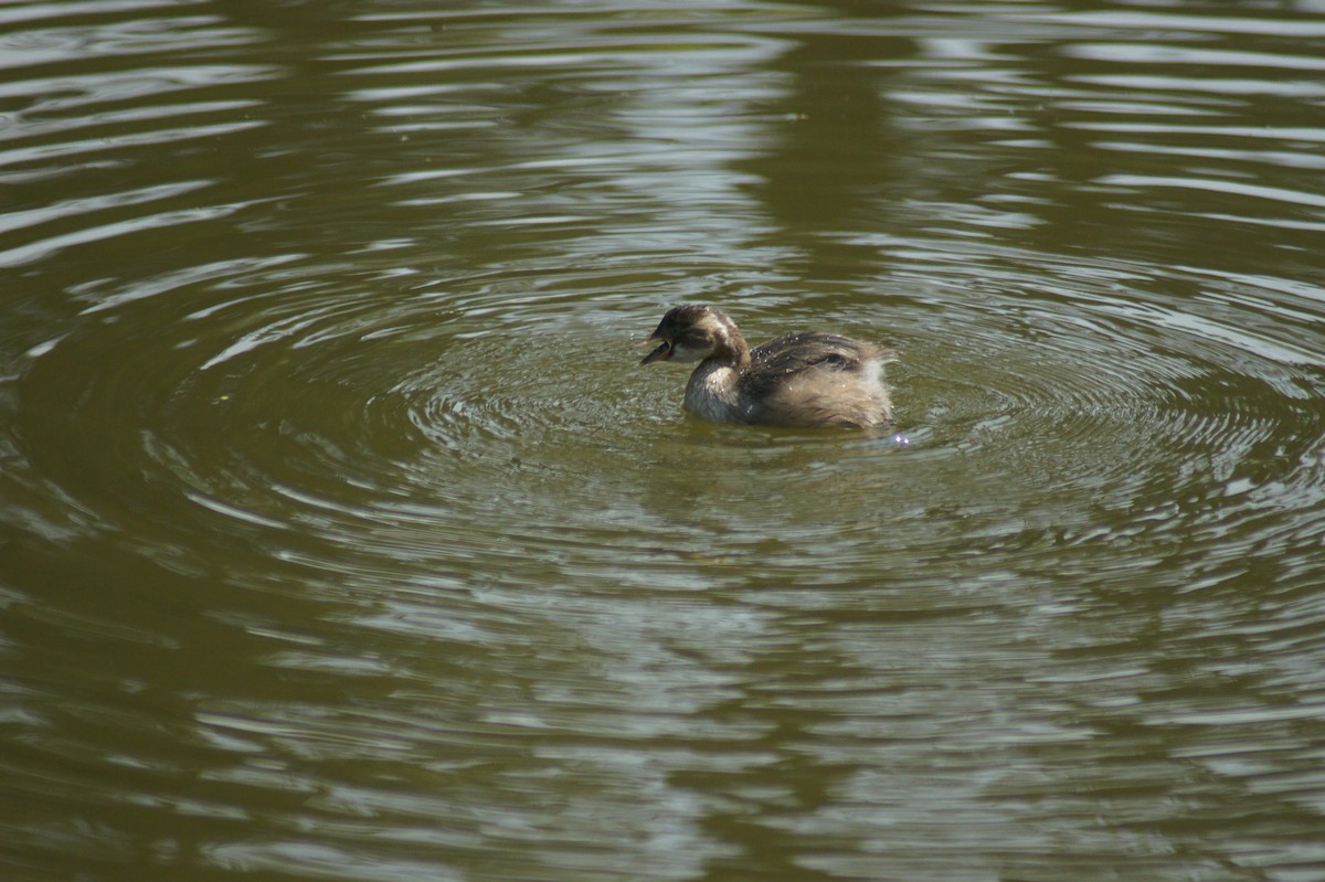 Little Grebe - vivy tuan